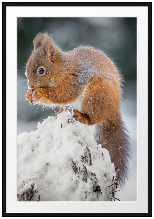 Pixxprint Kleines Eichhörnchen im Winter, im Galerie-Passepartout Bilderrahmen