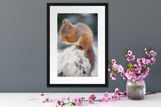 Kleines Eichhörnchen im Winter Passepartout Wohnzimmer