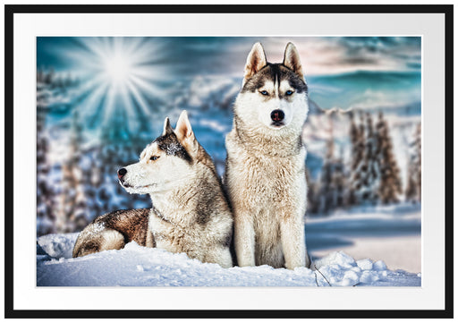 Zwei wilde Huskies Passepartout 100x70