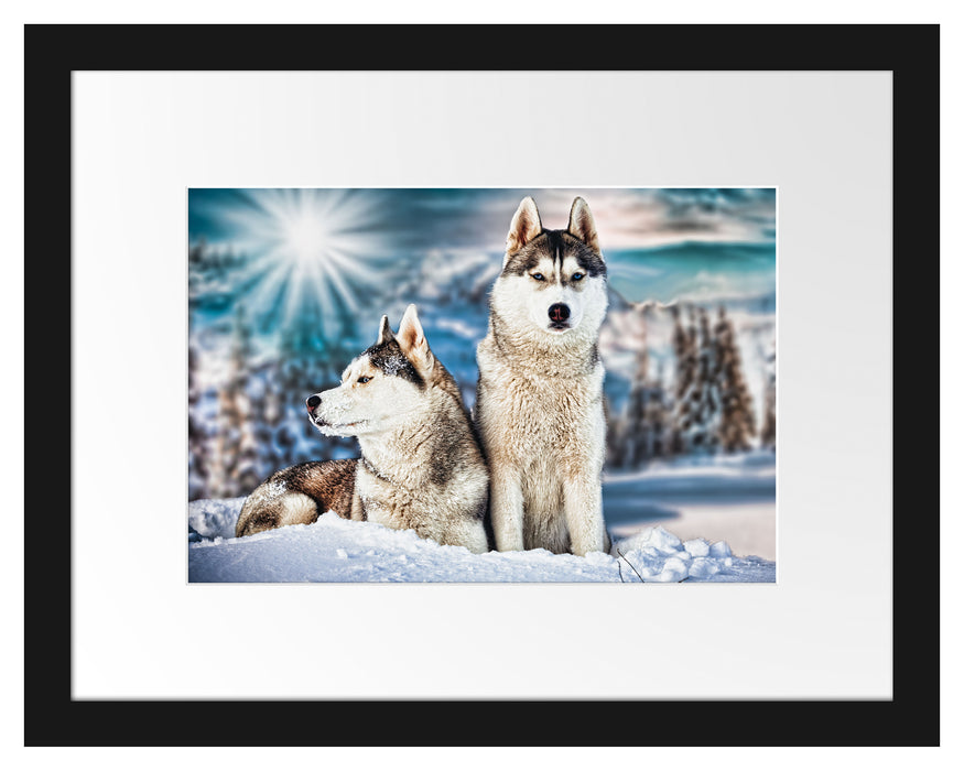 Zwei wilde Huskies Passepartout 38x30