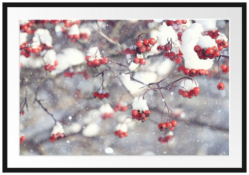 Vogelbeeren mit Schnee bedeckt Passepartout 100x70