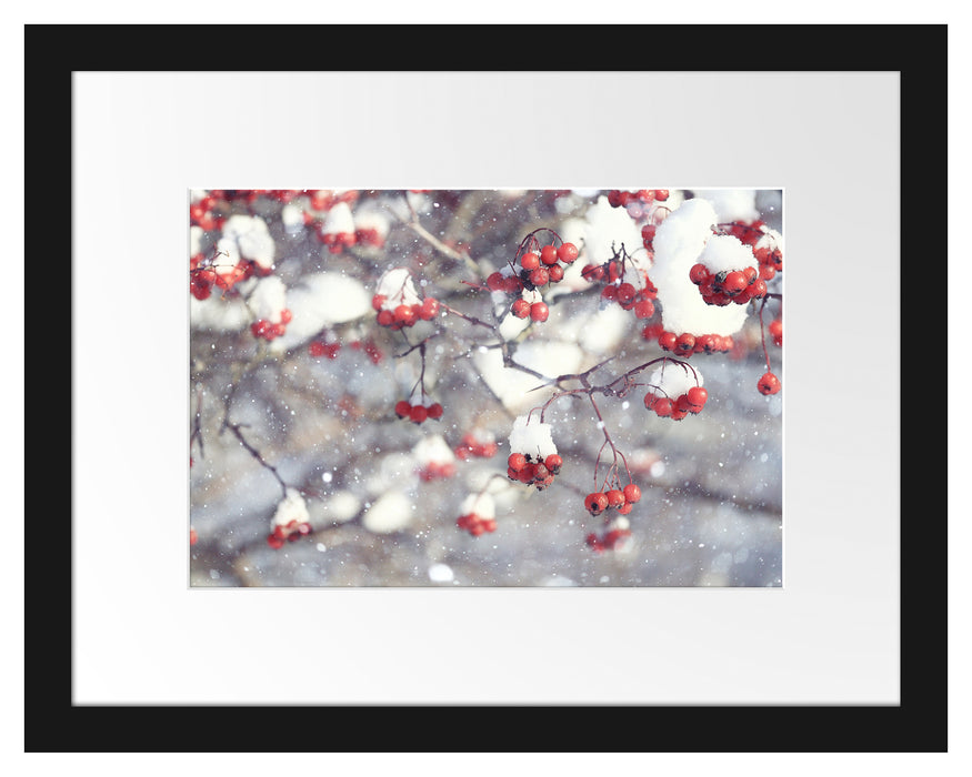 Vogelbeeren mit Schnee bedeckt Passepartout 38x30