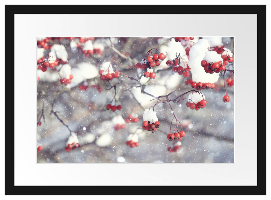 Vogelbeeren mit Schnee bedeckt Passepartout 55x40