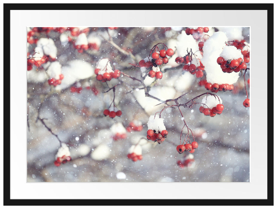 Vogelbeeren mit Schnee bedeckt Passepartout 80x60