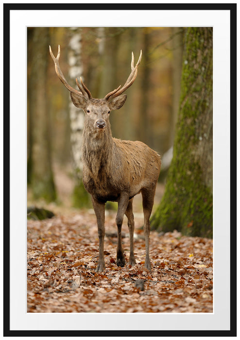 Pixxprint Schöner Hirsch im Wald, im Galerie-Passepartout Bilderrahmen