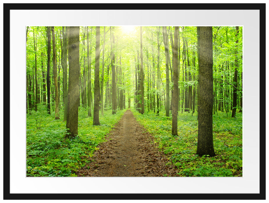 Sonne im Wald Passepartout 80x60