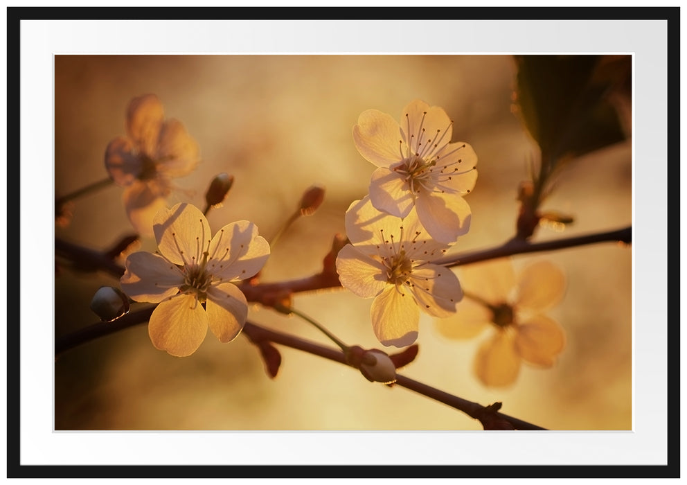 Pixxprint Weiße Blüten im Sonnenlicht, im Galerie-Passepartout Bilderrahmen