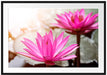 Lilafarbene Wasserlilie Passepartout 100x70