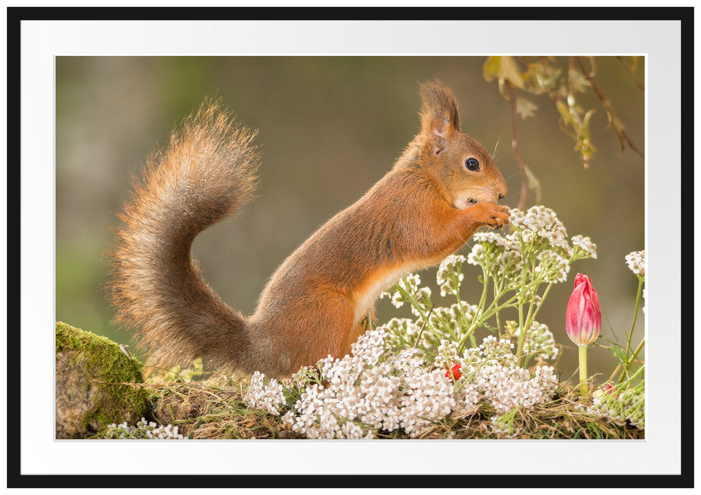 Pixxprint Nagendes Eichhörnchen im Moos, im Galerie-Passepartout Bilderrahmen