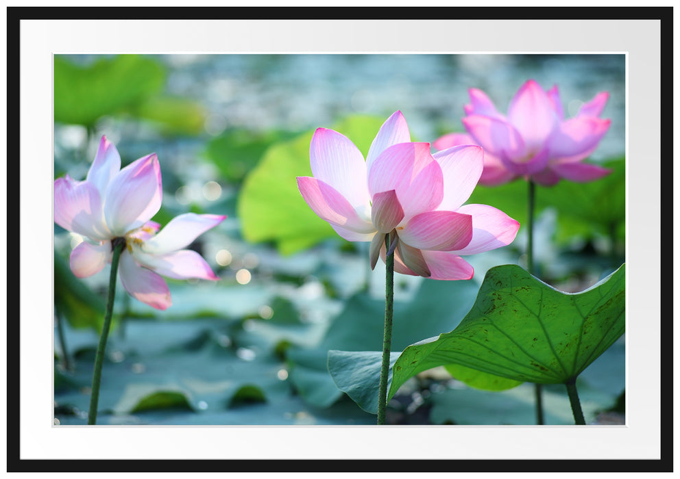 rosa Lotusblüte im Teich Passepartout 100x70