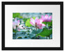 rosa Lotusblüte im Teich Passepartout 38x30