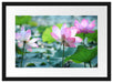 rosa Lotusblüte im Teich Passepartout 55x40