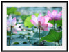 rosa Lotusblüte im Teich Passepartout 80x60