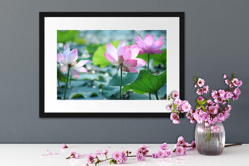 rosa Lotusblüte im Teich Passepartout Wohnzimmer