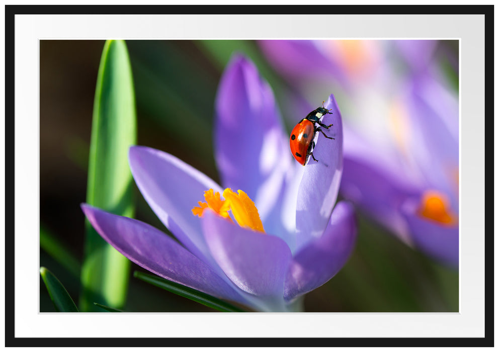Pixxprint Krokussblüte mit Marienkäfer, im Galerie-Passepartout Bilderrahmen
