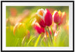 Blühende rote Tulpen Passepartout 100x70