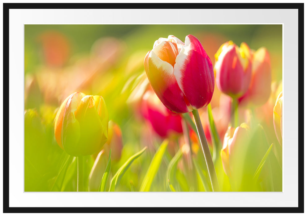 Pixxprint Blühende rote Tulpen, im Galerie-Passepartout Bilderrahmen