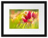 Blühende rote Tulpen Passepartout 38x30