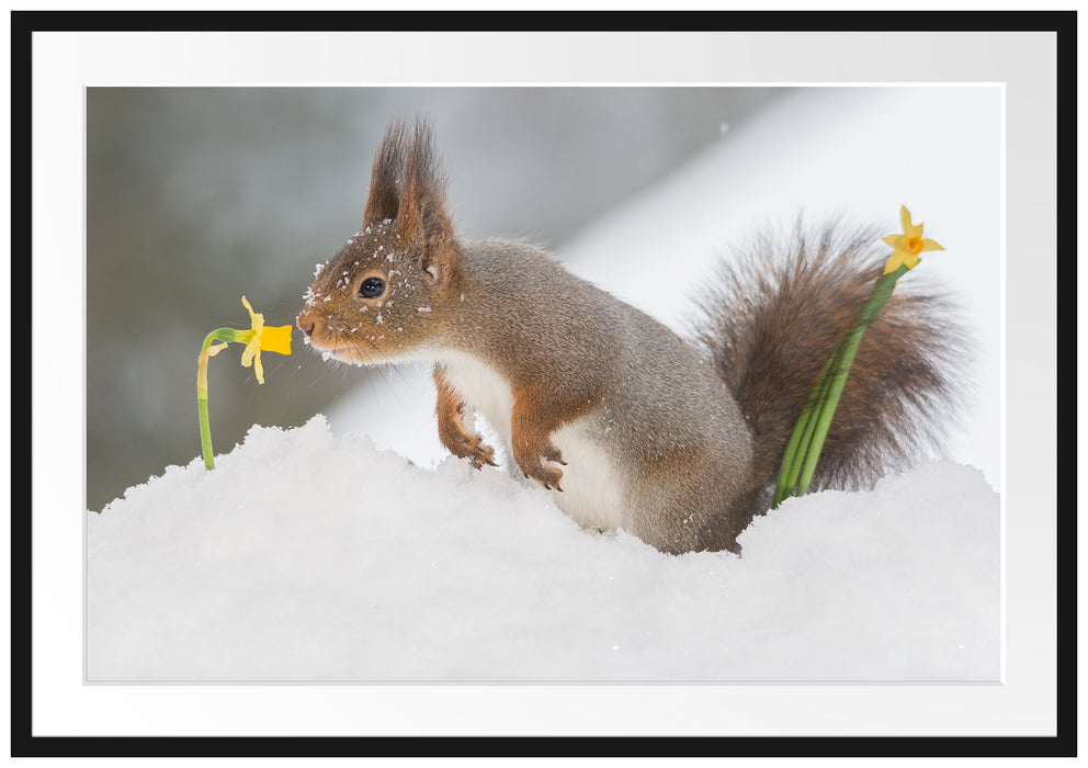 Pixxprint Eichhörnchen im Schnee, im Galerie-Passepartout Bilderrahmen