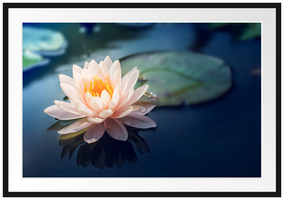 Pixxprint Eine rosa Lotusblume in Teich, im Galerie-Passepartout Bilderrahmen