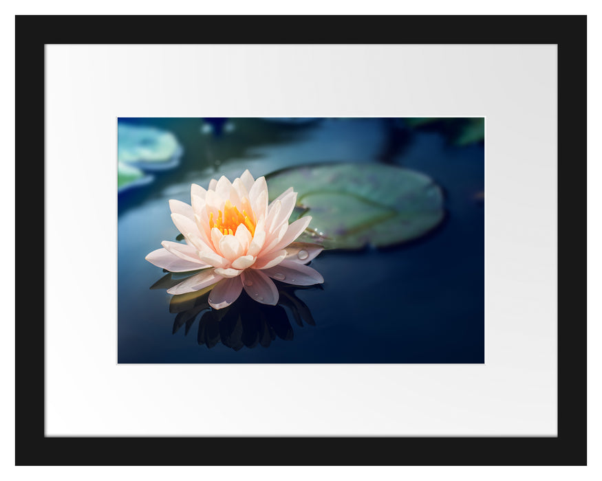 Eine rosa Lotusblume in Teich Passepartout 38x30