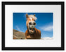 Lustiges Pferd in der Natur Passepartout 38x30