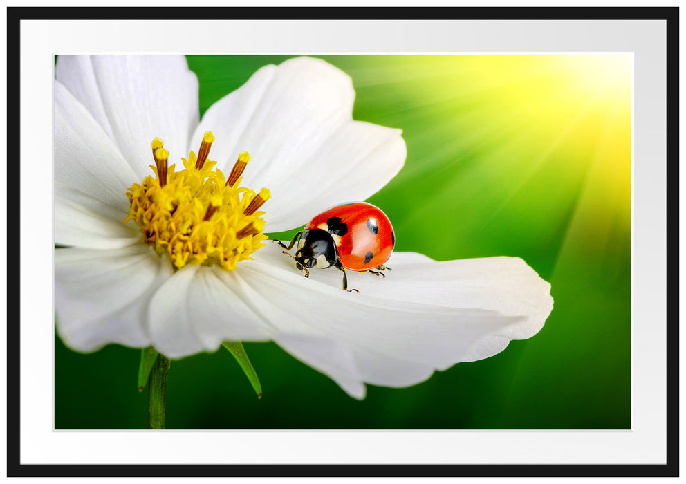 Pixxprint Marienkäfer auf einer weißen Blume, im Galerie-Passepartout Bilderrahmen