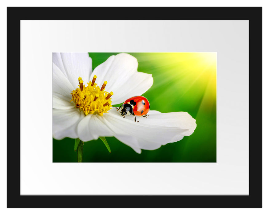Marienkäfer auf einer weißen Blume Passepartout 38x30