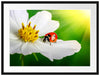 Marienkäfer auf einer weißen Blume Passepartout 80x60