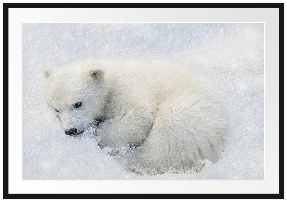 Pixxprint Eisbär im Schnee, im Galerie-Passepartout Bilderrahmen