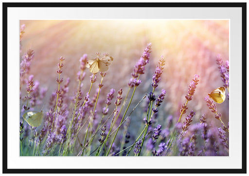 Schmetterlinge auf Lavendelblumen Passepartout 100x70
