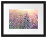 Schmetterlinge auf Lavendelblumen Passepartout 38x30