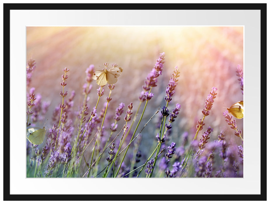 Schmetterlinge auf Lavendelblumen Passepartout 80x60