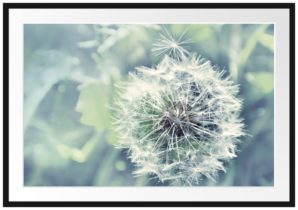 Pixxprint Löwenzahn, im Galerie-Passepartout Bilderrahmen