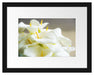 Wunderschöne weiße Calla Lilien Passepartout 38x30