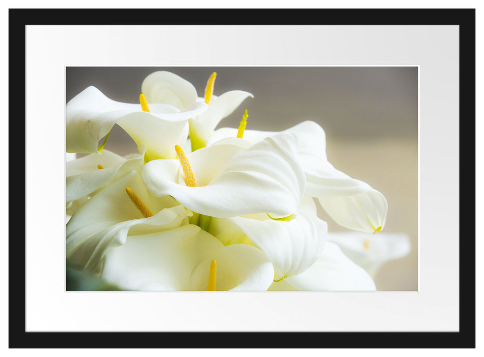 Wunderschöne weiße Calla Lilien Passepartout 55x40