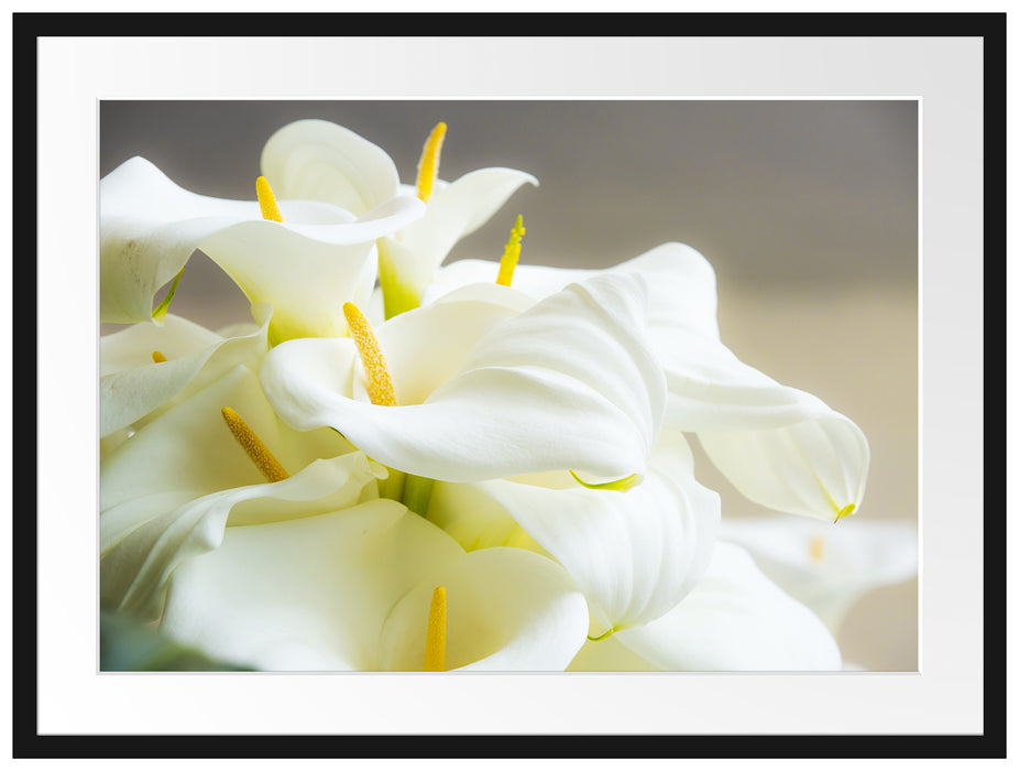 Wunderschöne weiße Calla Lilien Passepartout 80x60