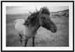 Isländer Pferde in der Wildnis Passepartout 100x70
