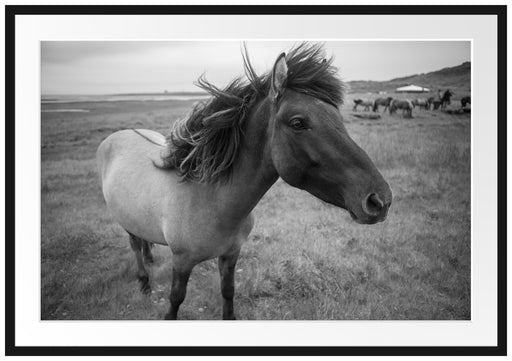Isländer Pferde in der Wildnis Passepartout 100x70