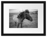 Isländer Pferde in der Wildnis Passepartout 38x30