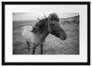 Isländer Pferde in der Wildnis Passepartout 55x40