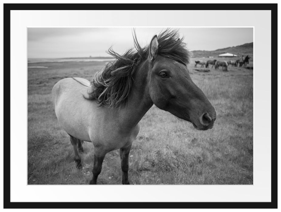 Isländer Pferde in der Wildnis Passepartout 80x60