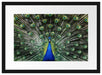Schöner Pfau mit seinem Gefieder Passepartout 55x40