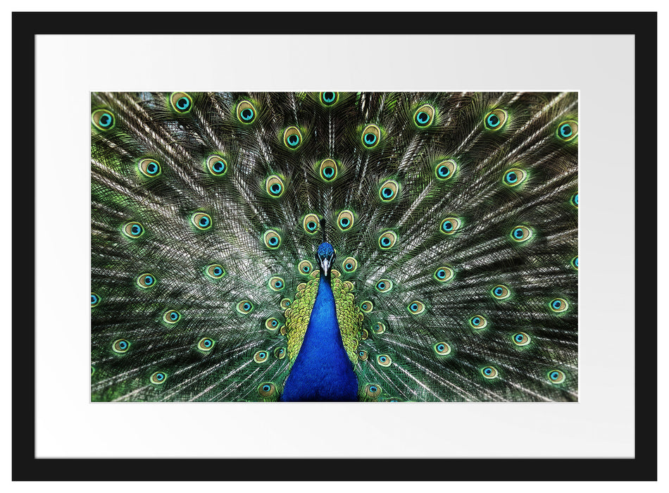 Schöner Pfau mit seinem Gefieder Passepartout 55x40