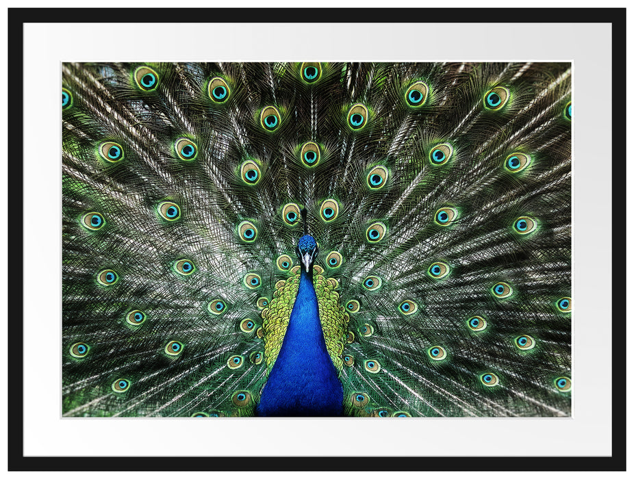 Schöner Pfau mit seinem Gefieder Passepartout 80x60