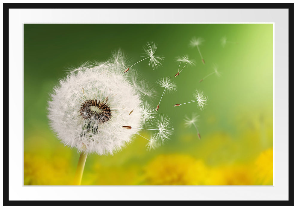 Pixxprint Löwenzahn Samen, im Galerie-Passepartout Bilderrahmen