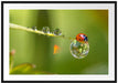 Marienkäfer Wassertropfen Passepartout 100x70
