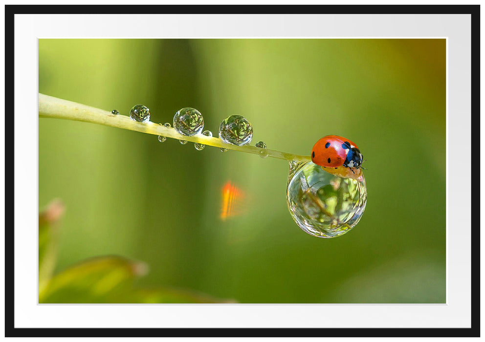 Pixxprint Marienkäfer Wassertropfen, im Galerie-Passepartout Bilderrahmen