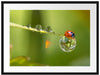 Marienkäfer Wassertropfen Passepartout 80x60