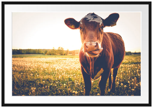 Kuh auf Blumenwiese Passepartout 100x70